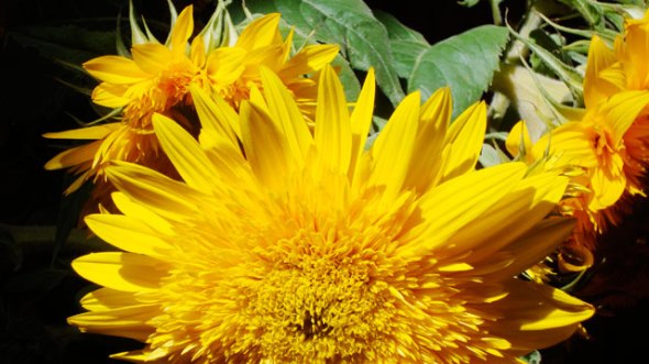 curves_sonnenblumen14_klein