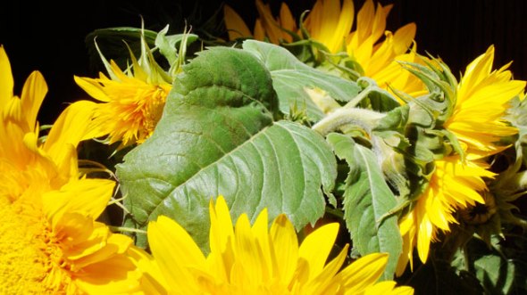 curves_sonnenblumen17_klein