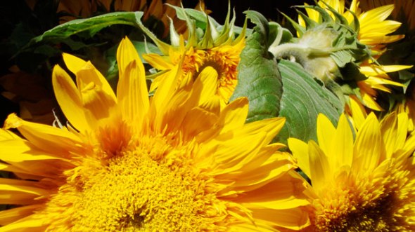 curves_sonnenblumen19_klein