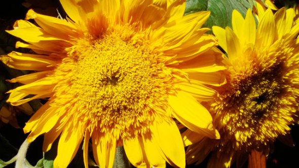 curves_sonnenblumen20_klein