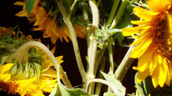 curves_sonnenblumen21_klein