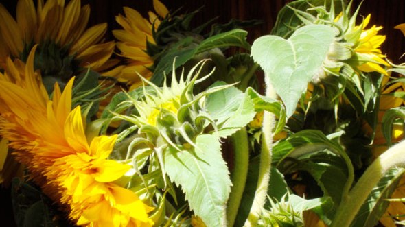 curves_sonnenblumen23_klein