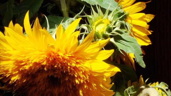 curves_sonnenblumen26_klein