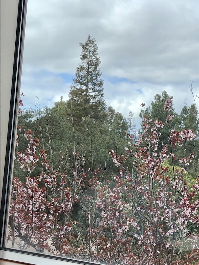 Infusion with a View